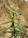 Jeune exemplaire de la variété bulbiferum.