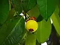 Jeunes fruits.