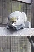 Un jeune individu vu de face