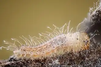 La chenille.