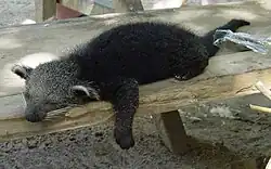 Animal mollement endormi sur une planche