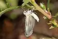 Imago fraîchement éclos