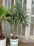 Yucca aloifolia ou Yucca à feuilles d'aloès