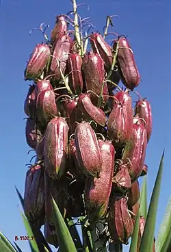 Grappe de fruits