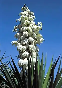 Panicule