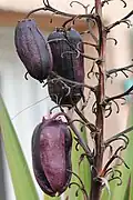 Fruits