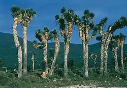 Photographie montrant un alignement de yuccas âgés, au tronc très élevé.