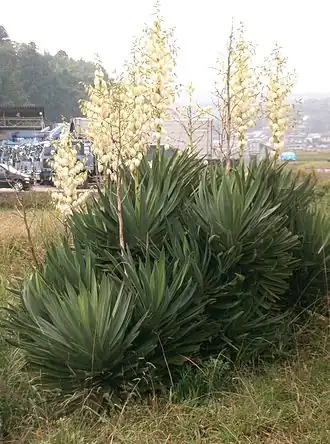 Description de l'image Yucca gloriosa1.jpg.