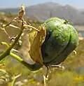 Fruit