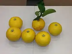Citrus yuko (« Yuko »)