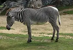 Zèbre