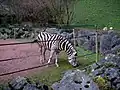 Zèbre