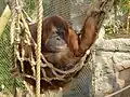 Orang-outan.