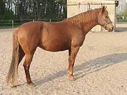 Photo d'un cheval brun