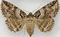 Zale intenta(Erebinae, Omopterini)