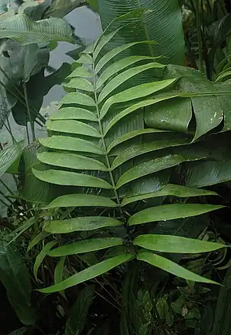 Description de l'image Zamia Roezlii - leave of 5 yrs old plant in City of Prague Botanical Garden.jpg.
