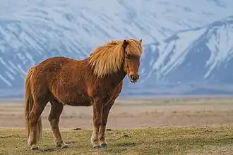 Poney Zanskari alezan à Ladakh