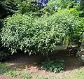 Zanthoxylum acanthopodium