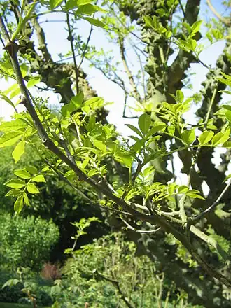 Description de l'image Zanthoxylum americanum03.jpg.