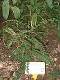Zanthoxylum avicennae (Hong Kong Botanical Garden). Plante hôte de Papilio lorquinianus