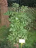 Zanthoxylum nitidum, forme dressée.