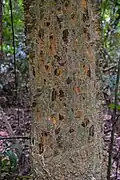 Tronc de faux-poivrier Zanthoxylum rhesta