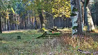 Nowoszów