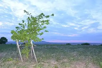 Vinjište