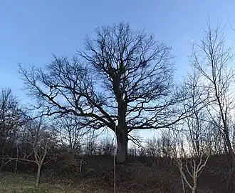 Donja Trešnjevica