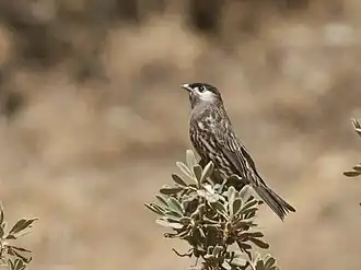 Description de l'image Zaratornis stresemanni - White-cheeked Cotinga.jpg.
