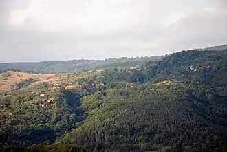 Mačkatica