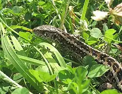 Lacerta agilis.