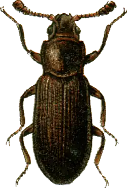 Zavaljus fausti