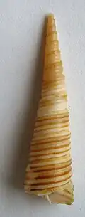 Zeacolpus vittatus