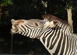 Flehmen d'un zèbre