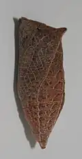 Chrysalide