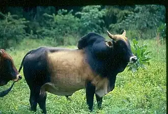 Taureau wakwa