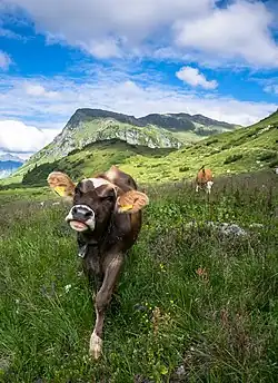 Veau des AlpesVorarlberg