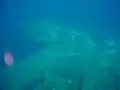 Le bulbe d'étrave du Zenobia