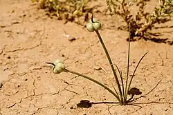 Description de l'image Zephyranthes longifolia - Flickr - aspidoscelis (1).jpg.