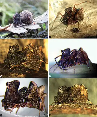 Description de l'image Zephyrarchaea.jpg.