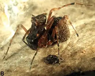 Description de l'image Zephyrarchaea barrettae, Stirling Range National Park, Western Australia.jpg.