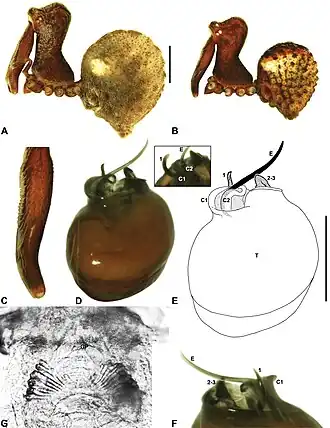 Description de l'image Zephyrarchaea marae anatomy.jpg.
