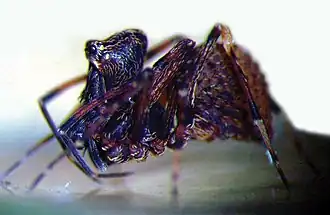 Description de l'image Zephyrarchaea marki, Cape Le Grand National Park, Western Australia.jpg.