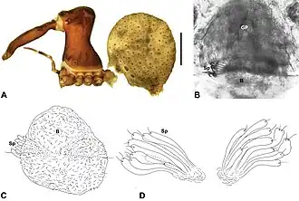 Description de l'image Zephyrarchaea robinsi anatomy.jpg.