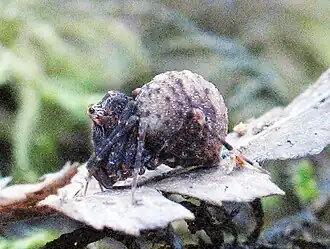Description de l'image Zephyrarchaea vichickmani, Central Highlands, Victoria.jpg.