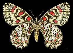 ♀ △