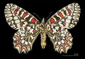 ♂  △