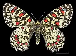 ♀