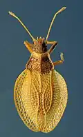 Zetekella caroli, espèce du Surinam.